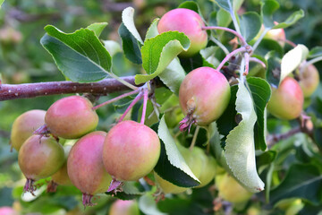 Crabapples growing on a tree.