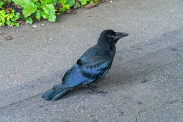 北海道函館市の函館山を登山する風景 A view of climbing Mount Hakodate in Hakodate, Hokkaido. 