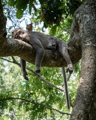 Fototapeta na wymiar white tailed macaque