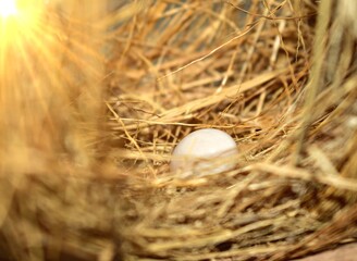 The eggs in the nest are made of natural hay, illuminated by the sun's rays.