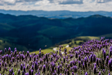 Fototapeta premium field of lavender