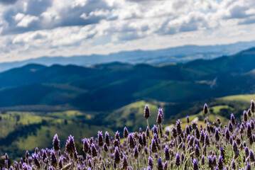 lavender field in the mountains