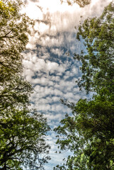 trees and sky