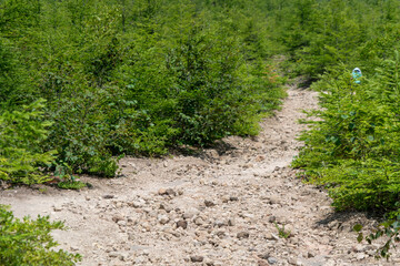 北海道森町、鹿部町、七飯町の北海道駒ヶ岳を登山する風景 Scenery of climbing Mt. Hokkaido-Komagatake in Morimachi, Shikabe-cho, and Nanae-cho, Hokkaido.