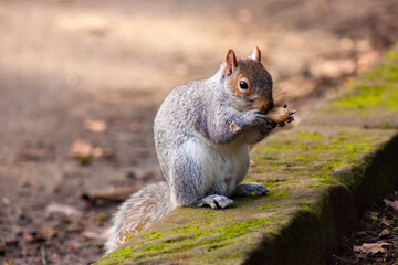 squirrel in the park with a nut