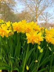 Yellow Daffodils Field