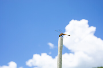 入道雲と青空とトンボ © annyan