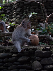 japanese macaque sitting on a branch