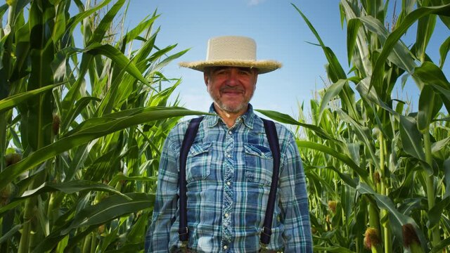Smiling elderly farmer portrait. Agronomist wearing straw hat looking in camera with smile, standing in cornfield plantation. Happy senior man with grey beard posing between corn stems.