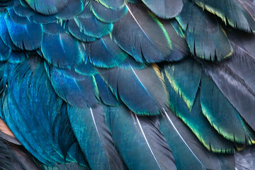 Obraz premium The peacock's feathers are being regenerated after shedding off the mating season.