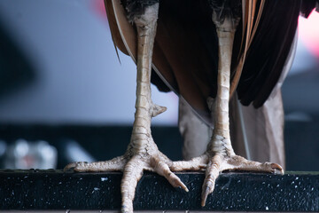 The peacock's legs are strong and have sharp spurs.