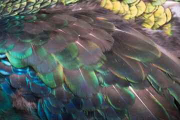 Fototapeta premium The peacock's feathers are being regenerated after shedding off the mating season.