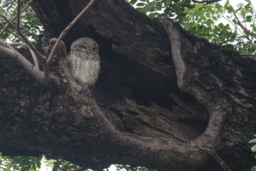 owl in tree