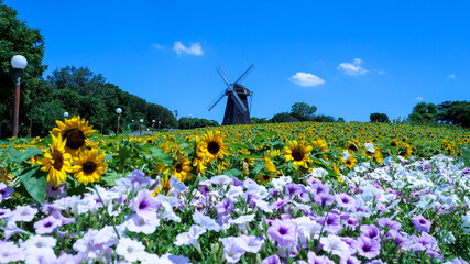 風車の丘とヒマワリ