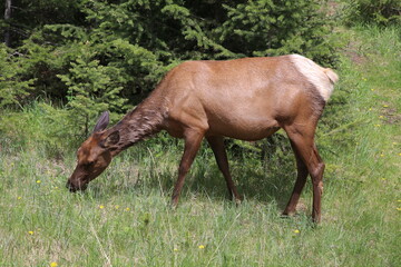 A beautiful deer in the Jasper National Park eats some grass. An amazing animal in the beautiful nature in the Rocky Mountains in Canada.