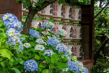 Hydrangea flowers and sake barrels