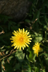 綺麗に咲いた花