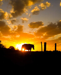 horse farm at sunset