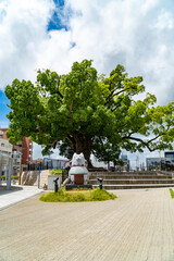 磐田駅北口の大きな古い樹木
