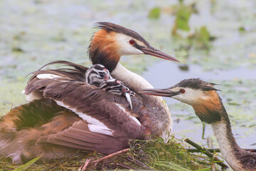 Great Crested Grebe chicks fed by parent birds