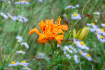 夏の花