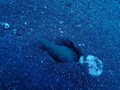 longbill snake-eel
