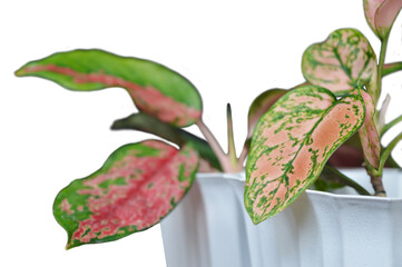 Macro Shot of Anyamanee Aglaonema and Red Cochin Aglaonema (Chinese Evergreen) in White Pots with White Background