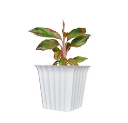 Siam Aurora Aglaonema (Chinese Evergreen) in White Pot with White Background