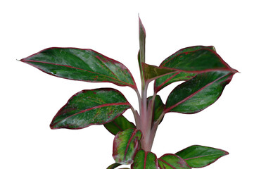 Siam Aurora Aglaonema (Chinese Evergreen) with White Background