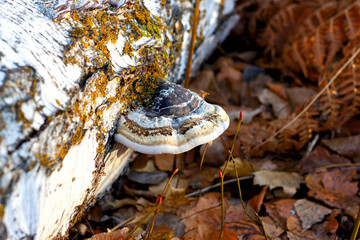 Fomes fomentarius fungus parasite tinder fungus in the shape of a fan growing on a tree trunk close-up in autumn