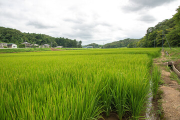 真夏の東北地方の田んぼ