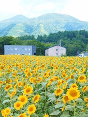 北海道の風景 ニセコのひまわり畑