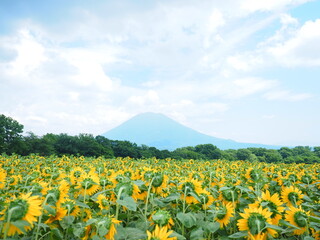 北海道の風景 ニセコ羊蹄山とヒマワリ畑