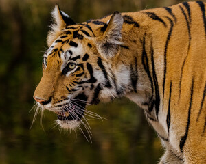 Tiger Portrait of head
