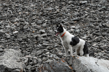 The dog stands on a rock. The black and white husky stands on a large rock like a lion king.