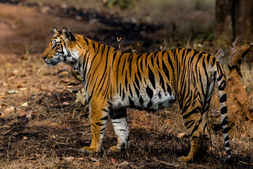 Obraz premium Tiger full body portrait