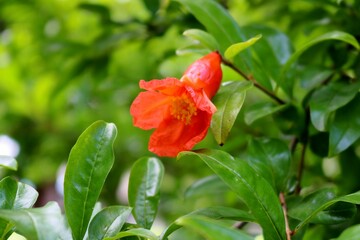 鮮やかに咲くザクロの花　夏　風景