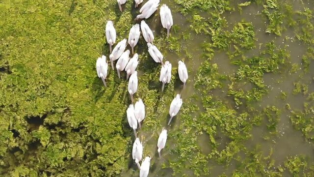 Kalmykia, nature reserve. Pelicans on a lake overgrown with algae.