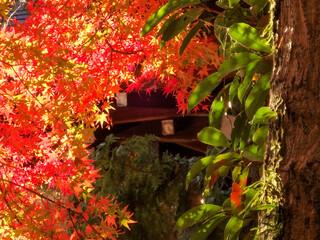 紅葉に色づく神社と公園