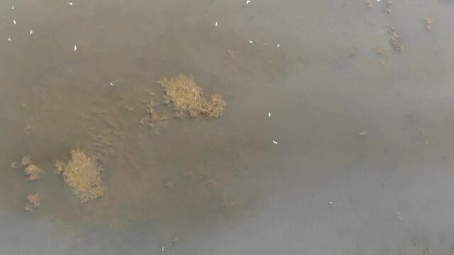 Kalmykia, nature reserve. Waterfowl fly over the lake.