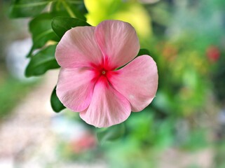 Gently red flower Periwinkle Madagascar ,Catharanthus roseus  flowering plants in garden with sunlight ,soft selective focus ,delicate dreamy of beauty of nature and blurred background ,copy space 