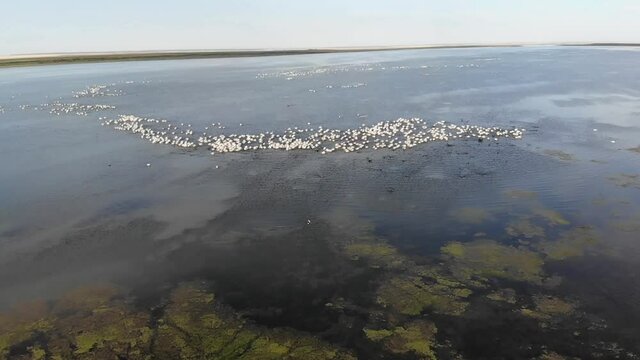 Kalmykia, nature reserve. Colony of pelicans on the lake.
