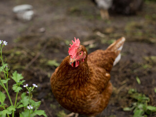 flock of chickens grazing on the grass