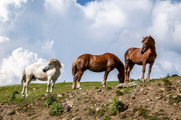 Fototapeta na wymiar Free horses in the Parang Mountains, Romania