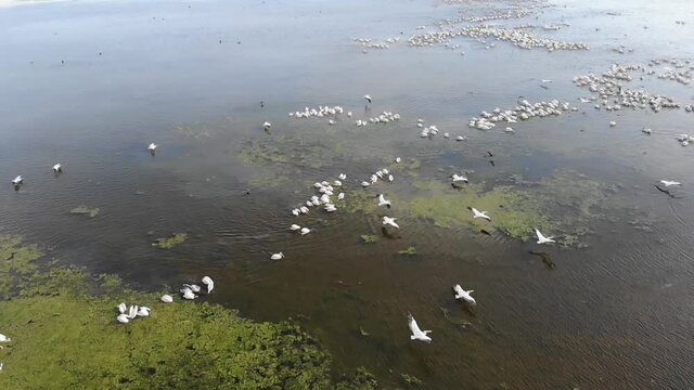 Kalmykia, nature reserve. Pelicans come fishing.