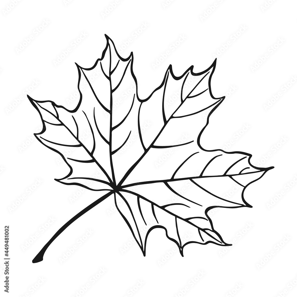 Wall mural hand drawn maple leaf outline. maple leaf in line art style isolated on white background.