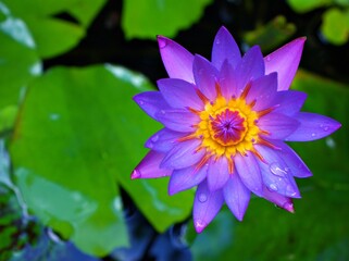 Closeup Purple violet flower water lily Nymphaea nouchali ,Egyptian lotus plants with soft selective focus for pretty background ,macro image ,delicate beauty of nature ,tropical garden ,flower head