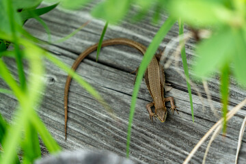 福島県、新潟県、群馬県にある尾瀬ヶ原をハイキングしている風景 Scenery of hiking in Ose-ga-hara in Fukushima, Niigata and Gunma prefectures.