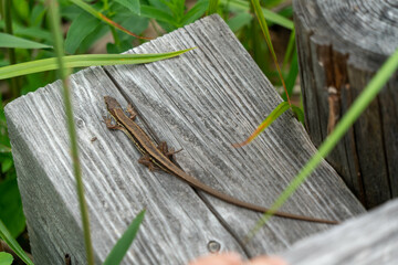福島県、新潟県、群馬県にある尾瀬ヶ原をハイキングしている風景 Scenery of hiking in Ose-ga-hara in Fukushima, Niigata and Gunma prefectures.
