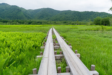 福島県、新潟県、群馬県にある尾瀬ヶ原をハイキングしている風景 Scenery of hiking in Ose-ga-hara in Fukushima, Niigata and Gunma prefectures.